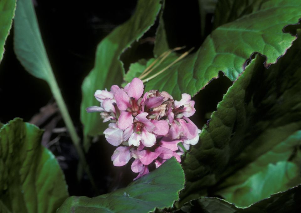 Saxifragaceae Bergenia 